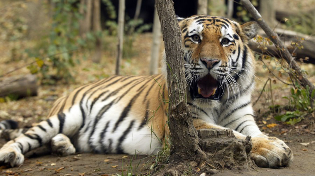 Τίγρη κυκλοφορούσε ελεύθερη στο Παρίσι - έπεσε νεκρή από σφαίρες
