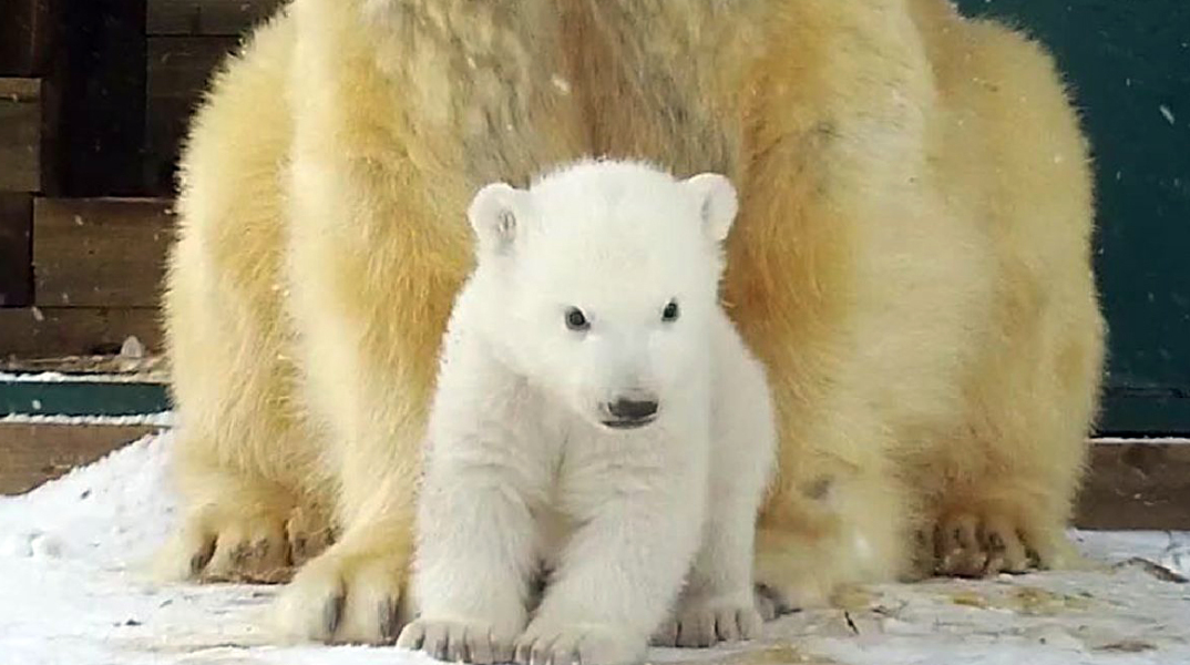 first-polar-bear-cub-born-in-the-uk-for-25-years-at-highland-wildlife-park.jpg