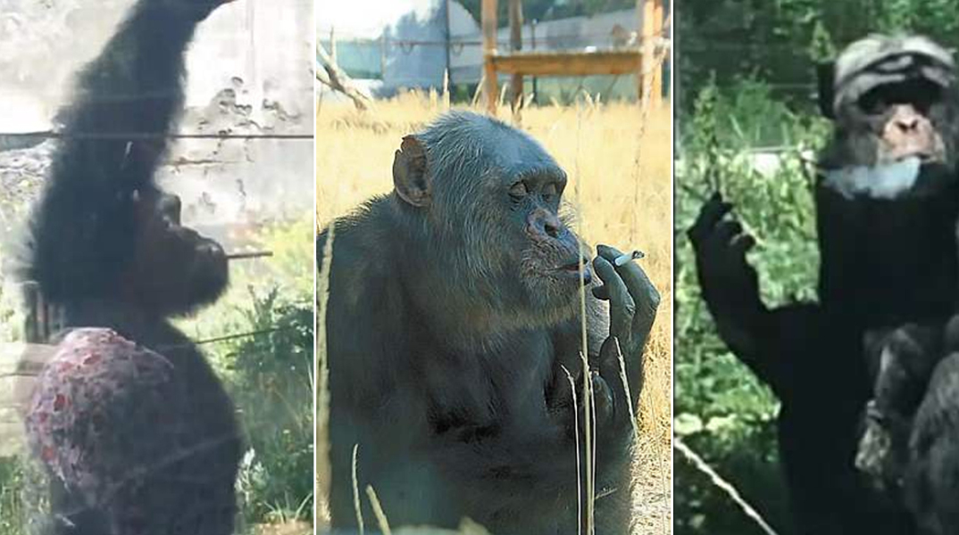 chimpanzee-smoke.jpg