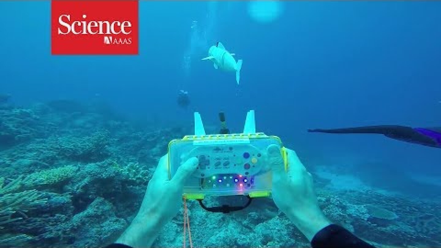 Snippet: Watch a robotic fish swim