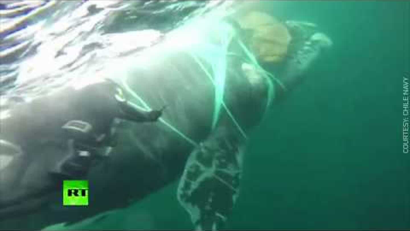 Underwater struggle: Chilean navy divers rescue whale trapped in fishing net