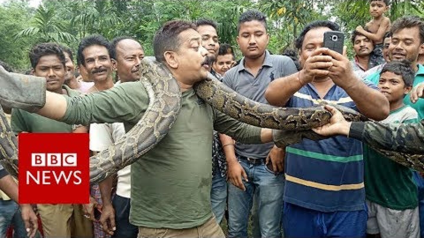 India python: Snake tries to strangle West Bengal selfie taker - BBC News