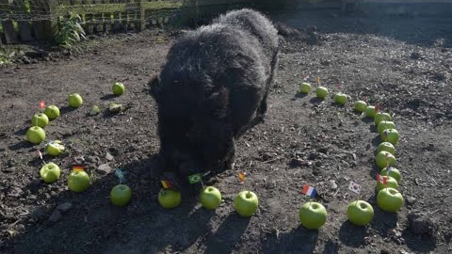 Psychic Pig Predicts World Cup Semi-Final