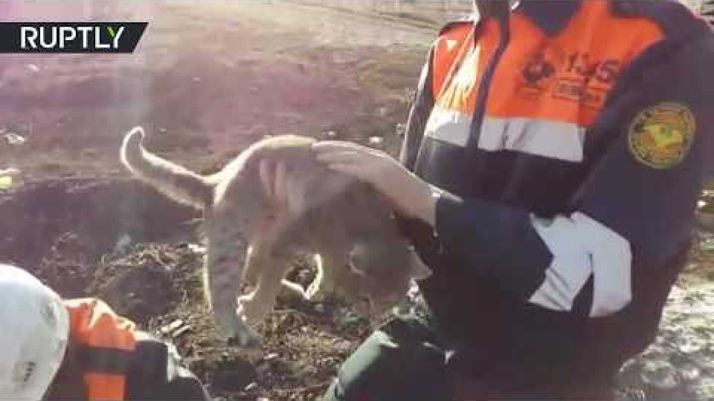 Cat rescued after getting stuck in a concrete slab
