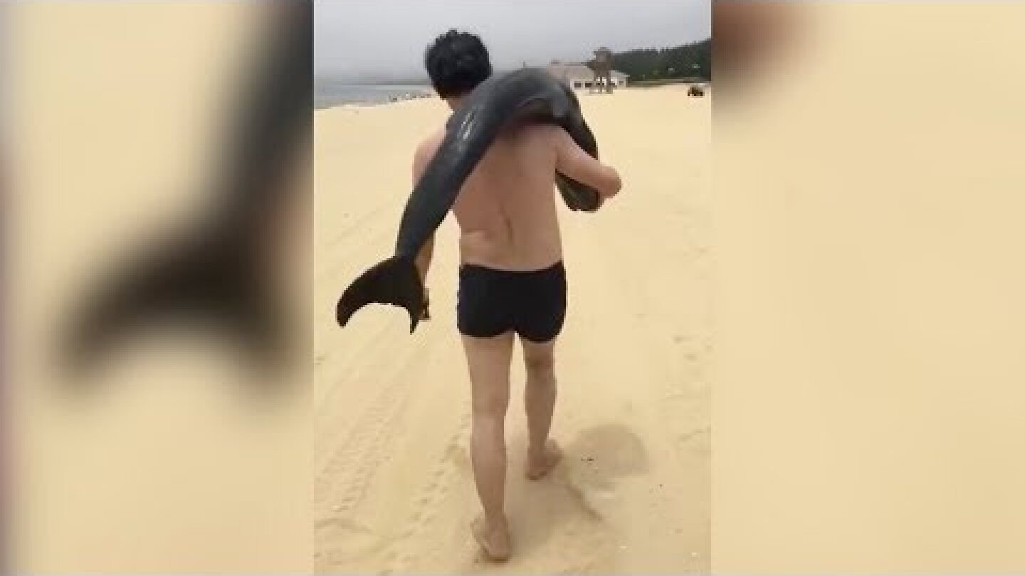 China police look into man taking stranded dolphin from beach
