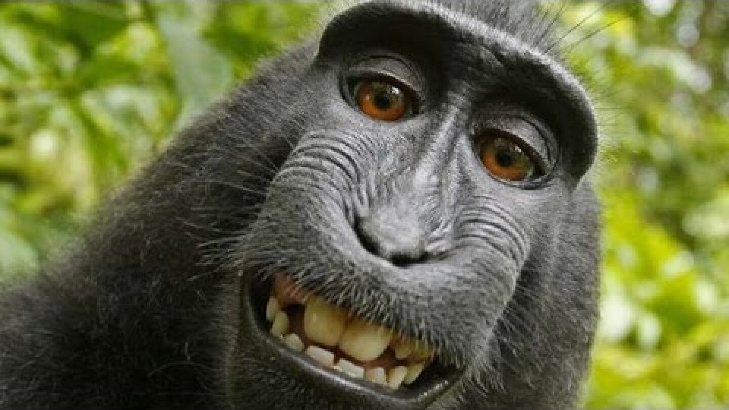 Monkey selfie stirs up monkey business
