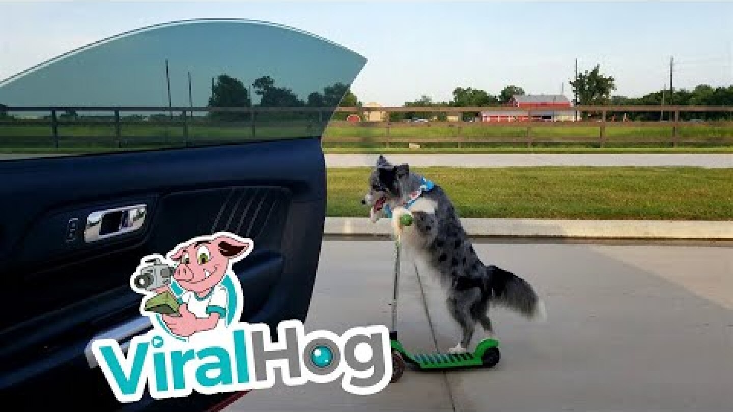 Dog Pulls off Amazing Kiki Challenge || ViralHog