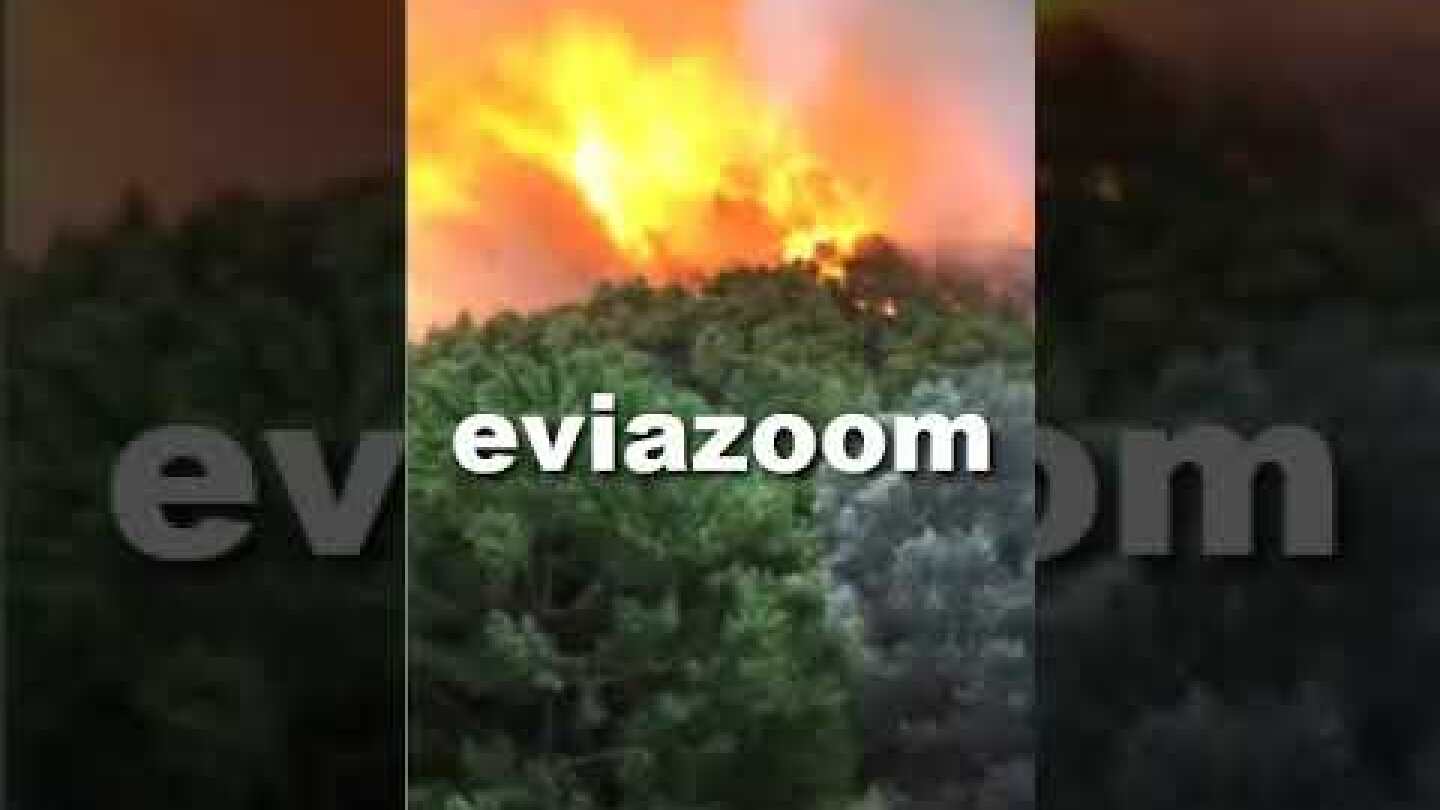 EviaZoom.gr - Εύβοια: Μεγάλη φωτιά στο Κοντοδεσπότι - Μια «ανάσα» από τα σπίτια οι φλόγες! (1)