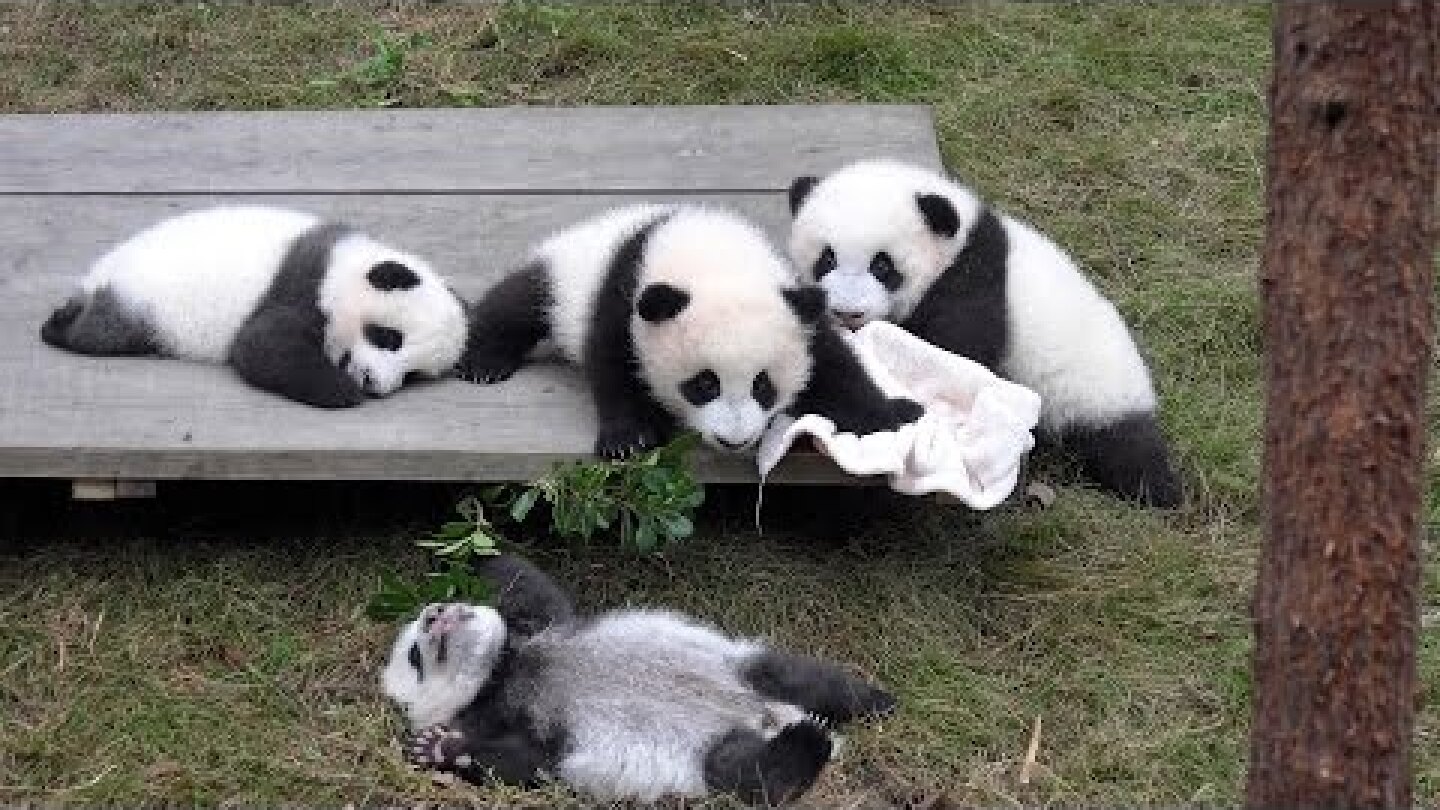 Giant Panda Breeding Center, Chengdu, China  [Amazing Places 4K]