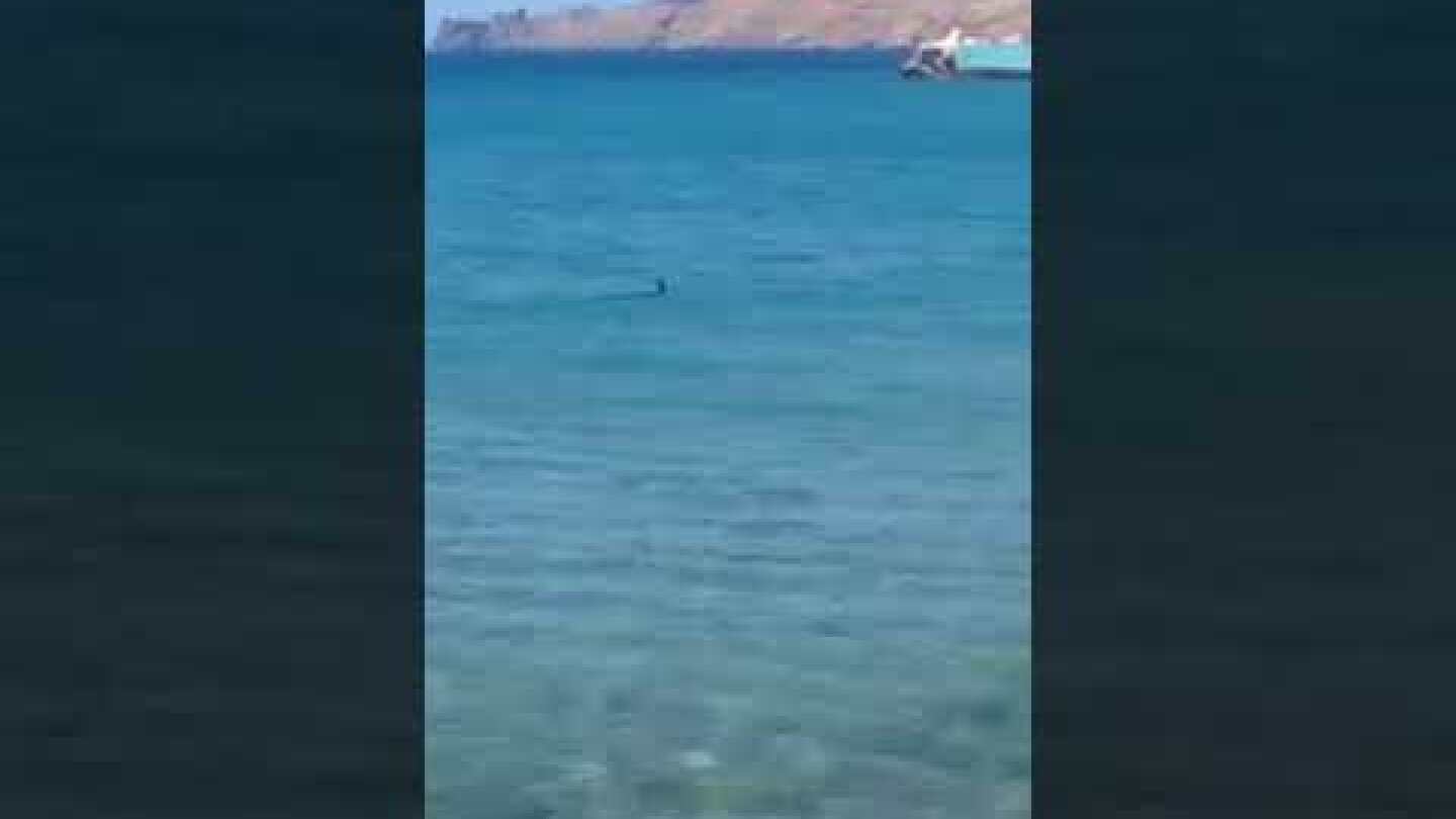Είδαν τον καρχαρία εκεί που κολυμπούσαν !