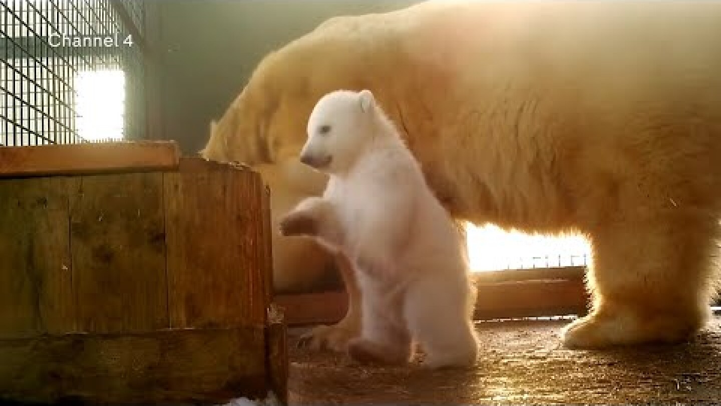 First polar bear cub born in Britain for 25 years