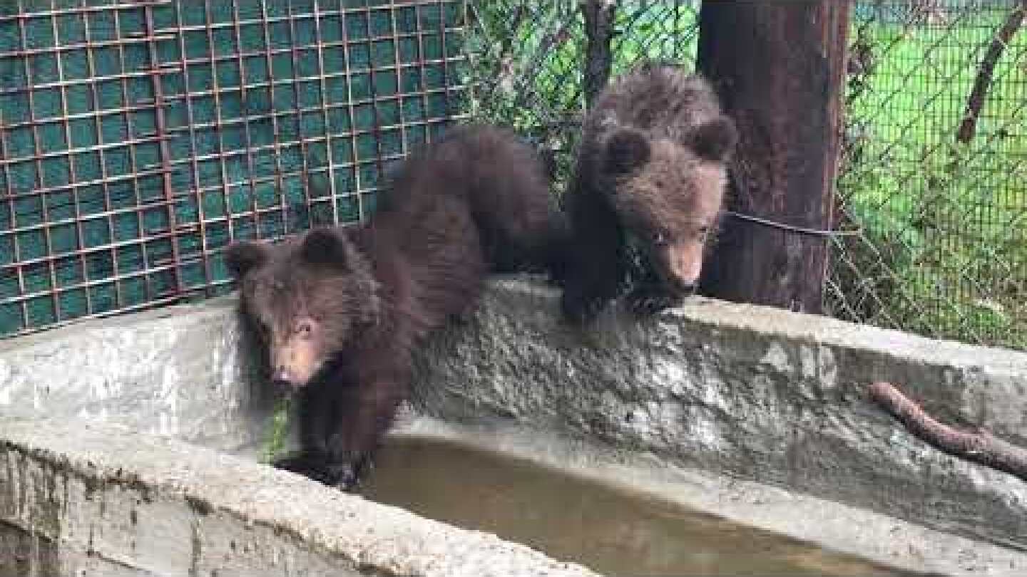 Τρία ορφανά αρκουδάκια από Βουλγαρία - Three orphan bear cubs from Bulgaria