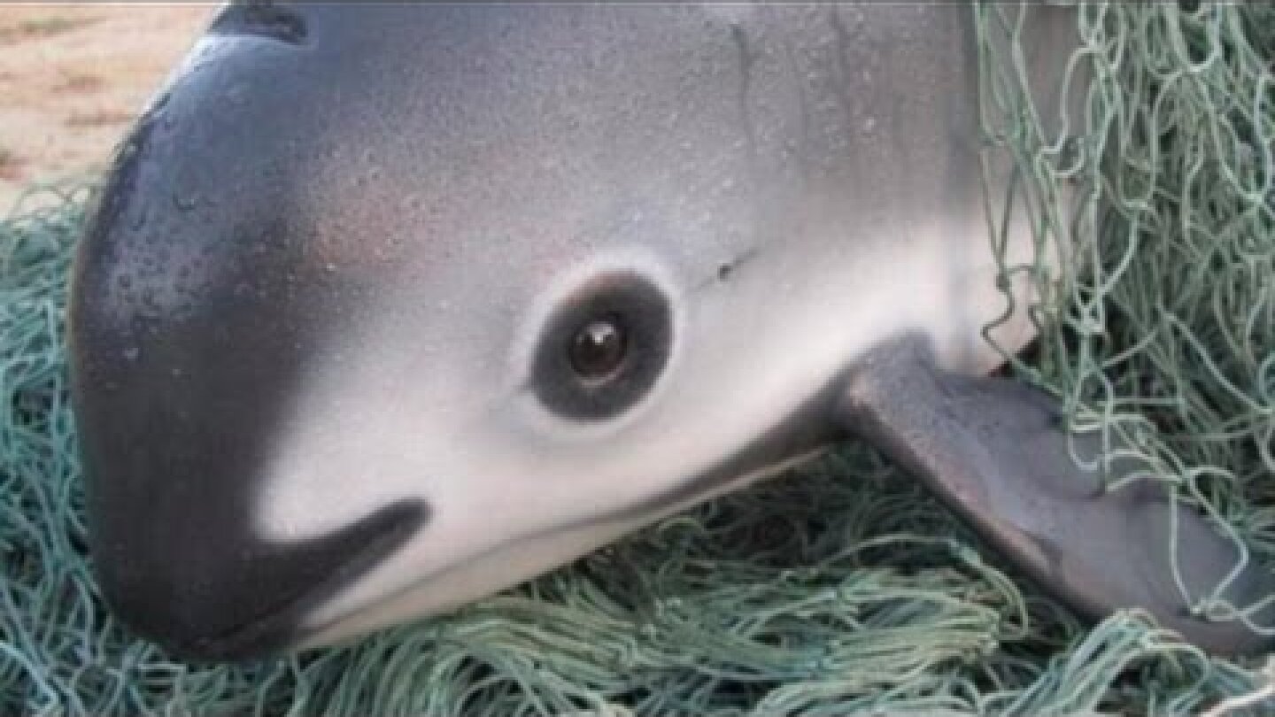 THE INCREDIBLY ENDANGERED VAQUITA DOLPHIN - Less Than 10 Left in the World