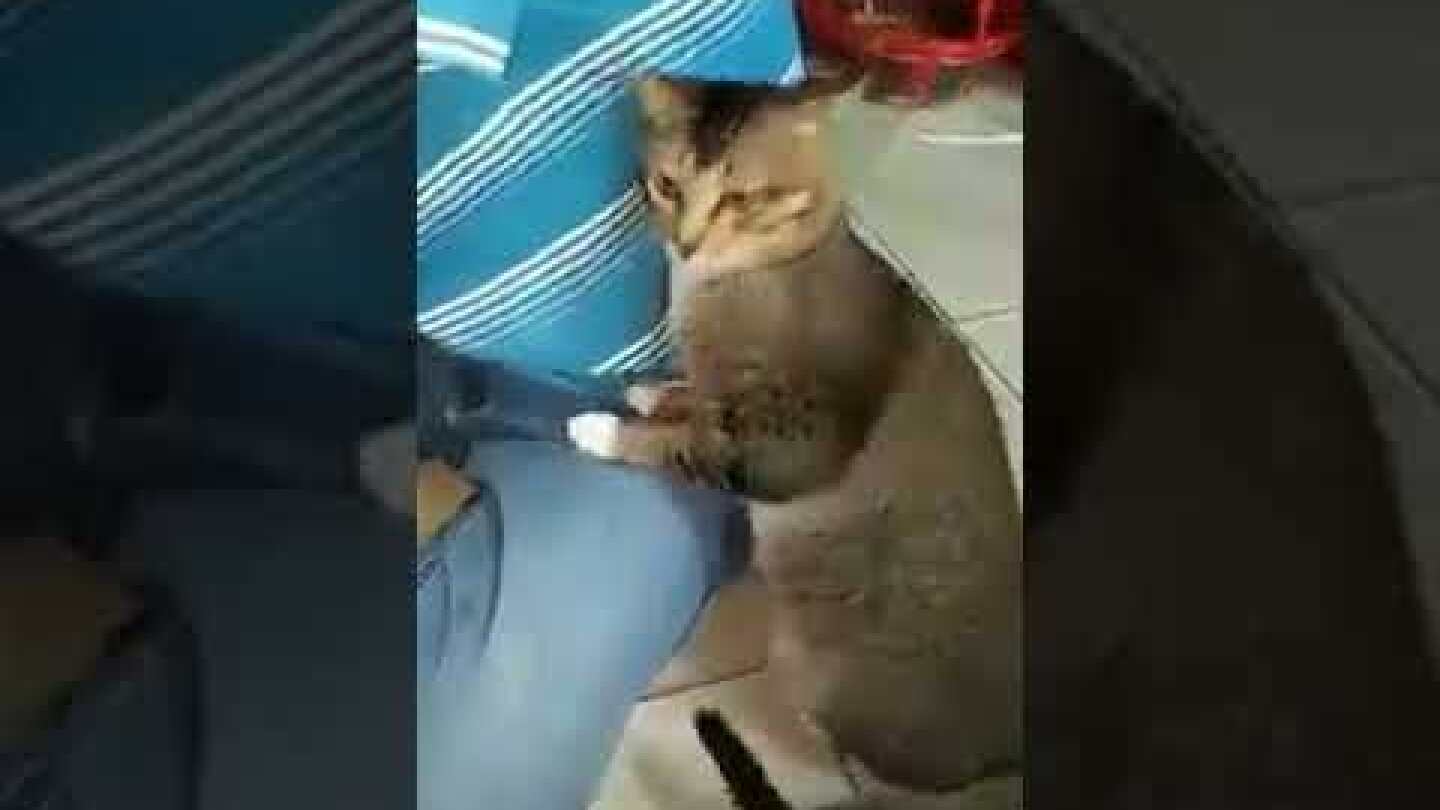 Curious cat overwhelmed by the smell of armpit