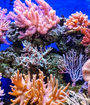Πολύχρωμα κοράλλια στο βάθος του ωκεανού