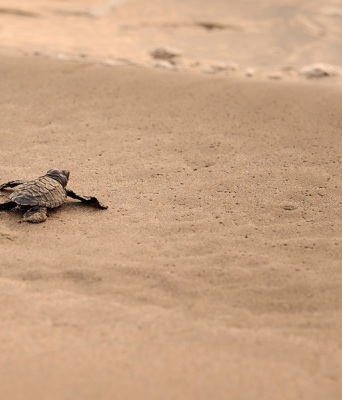 Λόγω της Κλιματικής Αλλαγής, νωρίτερα από άλλες χρονιές η ωοτοκία για τις χελώνες καρέτα καρέτα 
