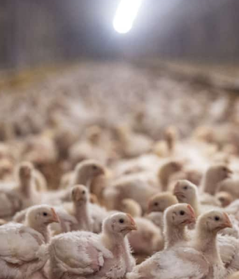 ΠΟΥ: Ανησυχία για την μετάδοση της γρίπης των πτηνών σε ανθρώπους
