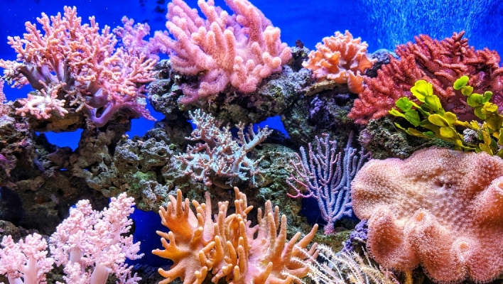 Πολύχρωμα κοράλλια στο βάθος του ωκεανού