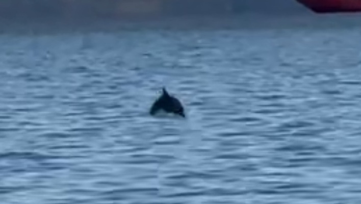 Θεσσαλονίκη: Δελφίνια έκαναν την εμφάνισή τους στο Θερμαϊκό Κόλπο