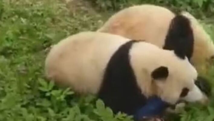 Κίνα: Επίθεση πάντα σε υπάλληλο ζωολογικού κήπου