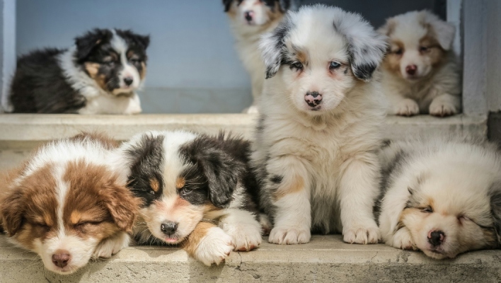 Αλωπεκία αραίωσης χρώματος του σκύλου: Όσα χρειάζεται να γνωρίζουμε