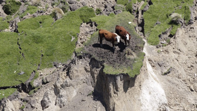 Παγιδευμένες αγελάδες στη Νέα Ζηλανδία