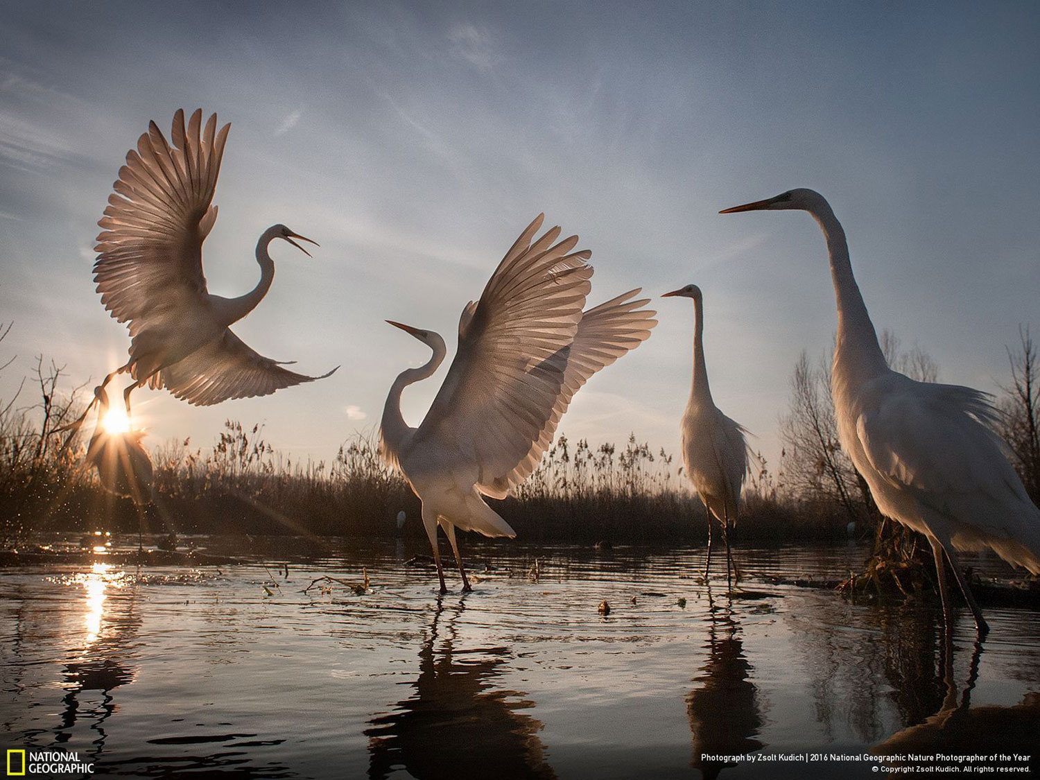 Changing Fortunes of the Great Egret // Photo and caption by Zsolt Kudich