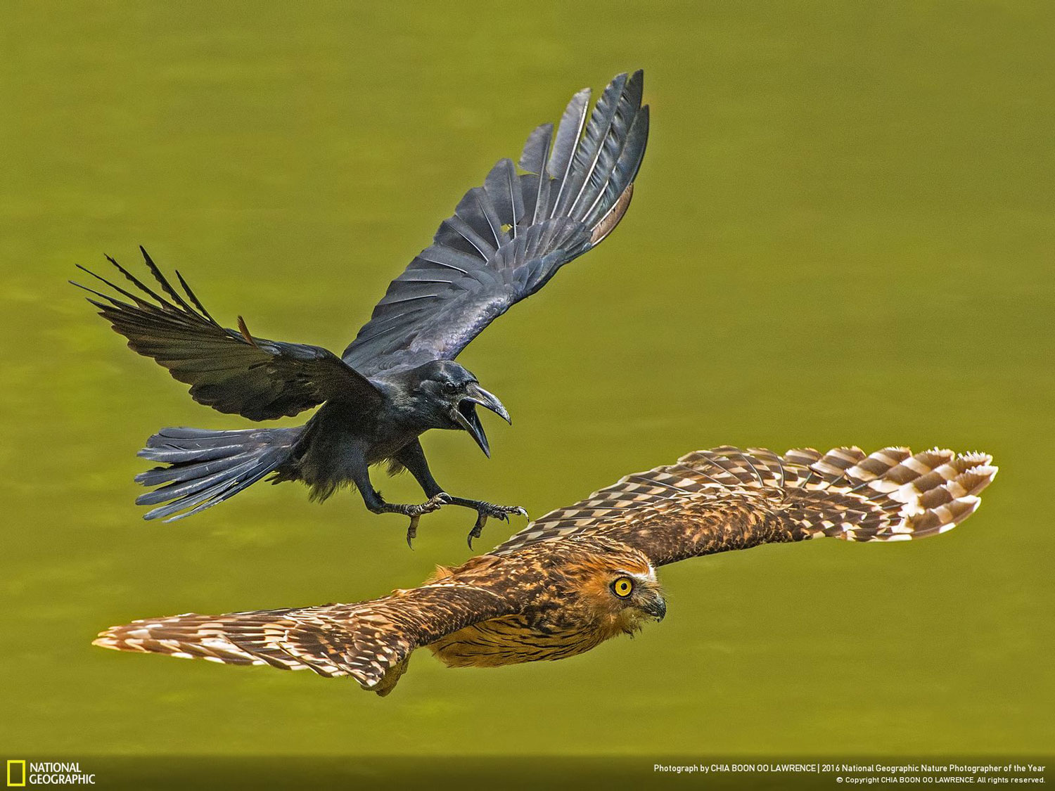 Crow chasing Puffy Owl // Photo and caption by CHIA BOON OO LAWRENCE