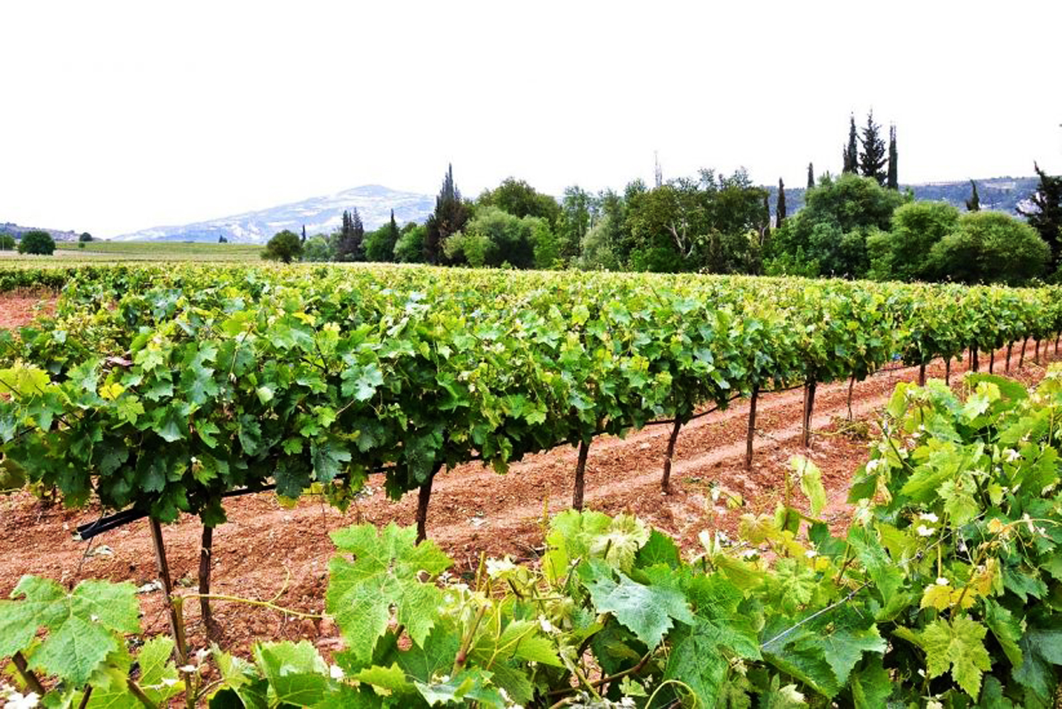Δρόμοι του κρασιού στη Νεμέα την Τοσκάνη της Ελλάδας