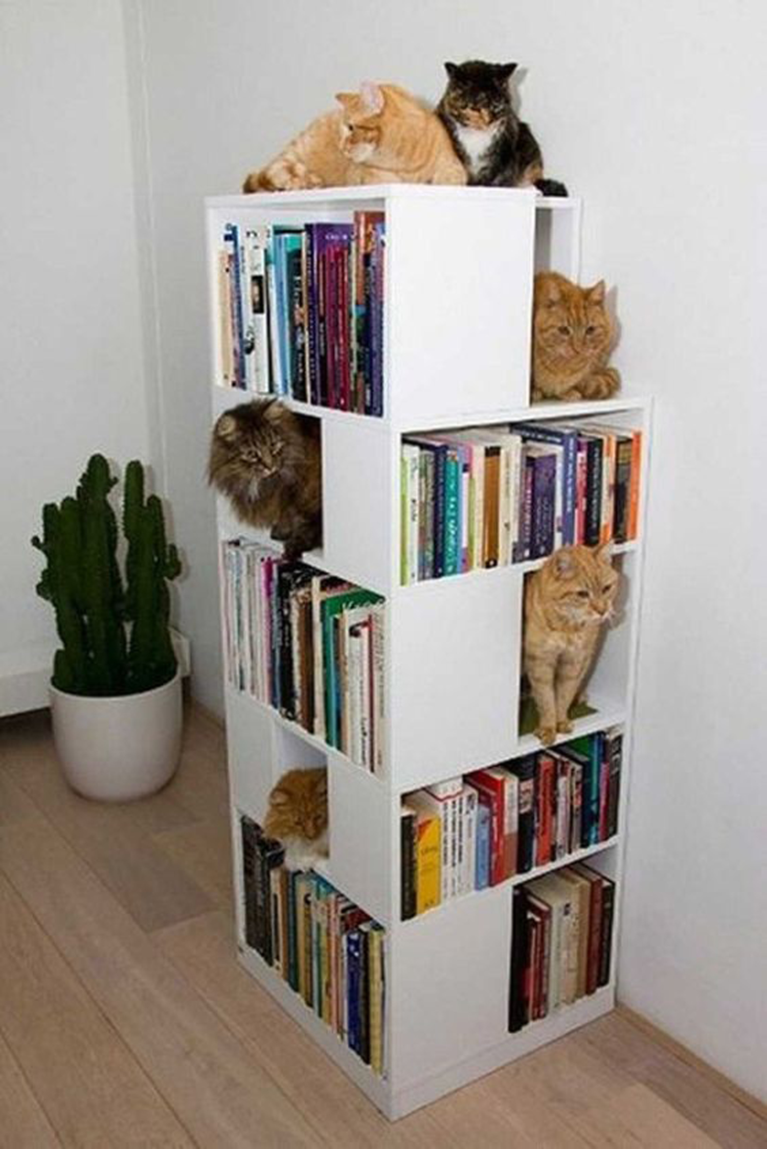 Αν έχεις περισσότερες γάτες από ότι βιβλία