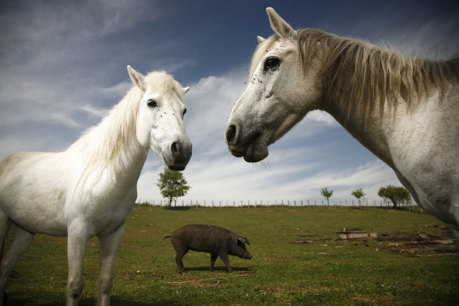Στη φάρμα του Δημήτρη Δήμου τα θεσσαλικά άλογα τρέχουν ελεύθερα