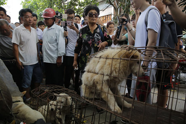 φεστιβάλ κατανάλωσης κρέατος σκύλου στην Κίνα