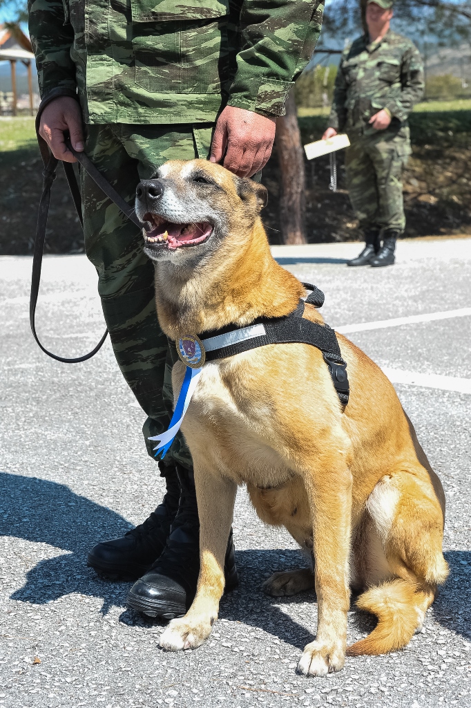 Αυτή η υπέροχη σκύλα βραβεύτηκε από τον Στρατό Ξηράς για την προσφορά της (εικόνες)
