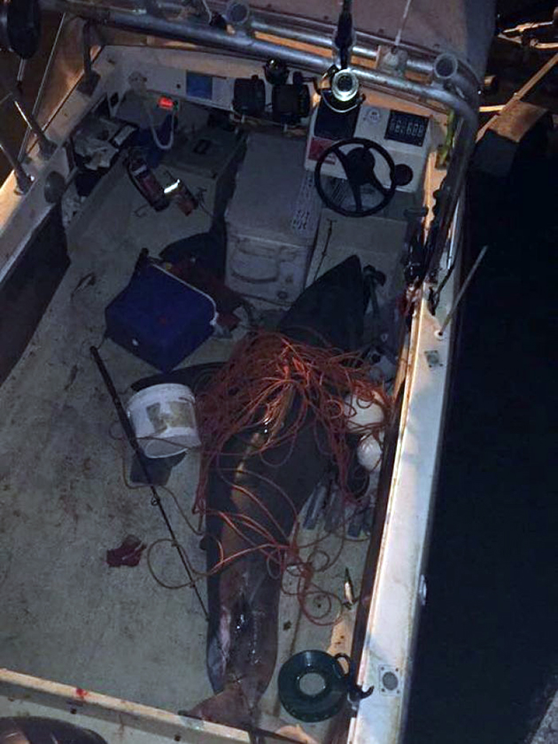 Λευκός καρχαρίας πήδηξε και προσγειώθηκε στη βάρκα ενός ερασιτέχνη ψαρά
