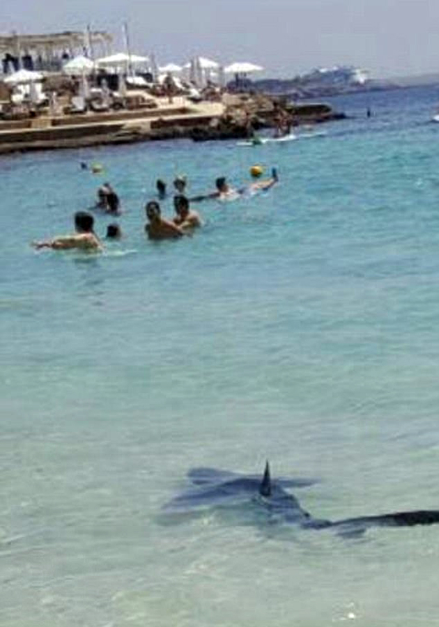 Μπλε καρχαρίας βγήκε στη στεριά 