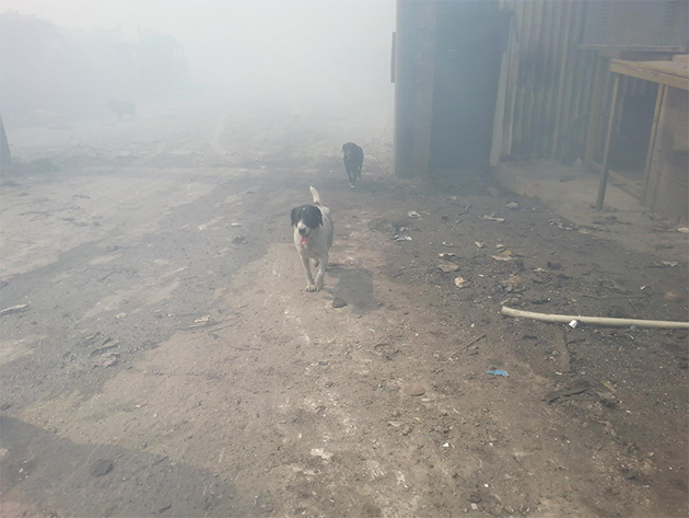 Greek Animal Rescue Greek Animal Rescue