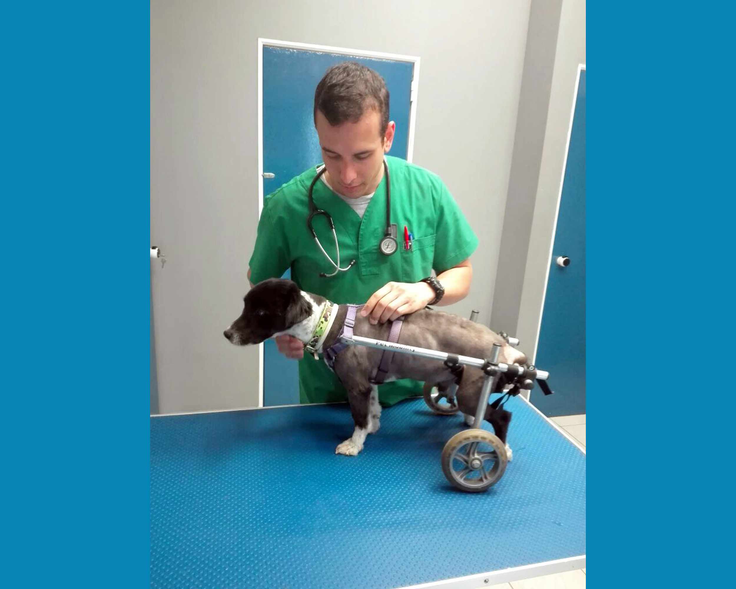 Αλέξανδρος Βαρδαξόγλου. Ο Έλληνας κτηνίατρος που κατασκευάζει αναπηρικά αμαξίδια για κατοικίδια ζωάκια