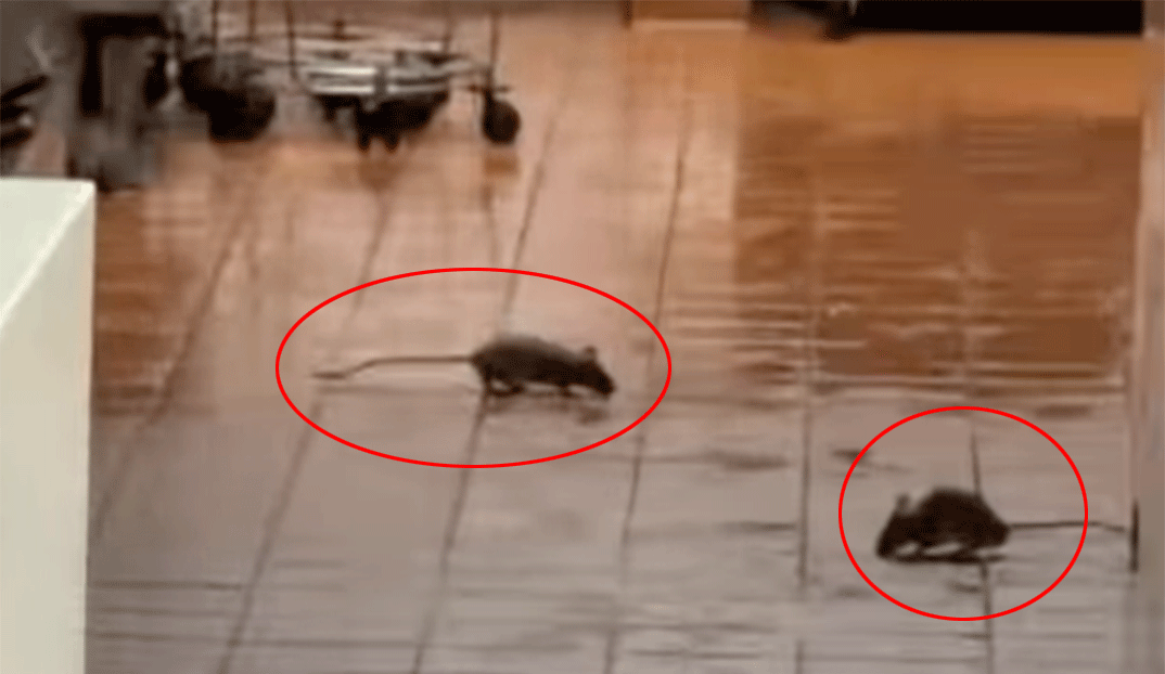 Ποντίκια στα McDonald's