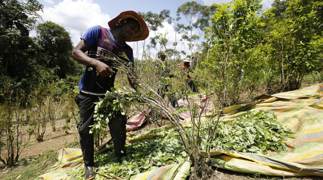 Κολομβία: Ιστορικό ρεκόρ των καλλιεργειών κόκας το 2021	