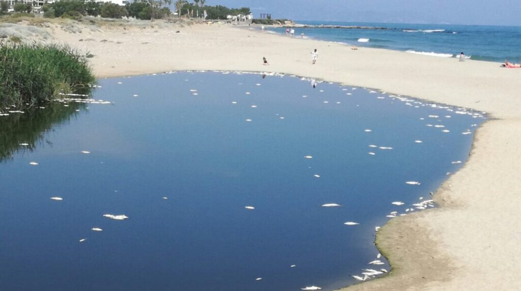Νεκρά ψάρια στην εκβολή του Αποσελέμη, στο Ηράκλειο Κρήτης
