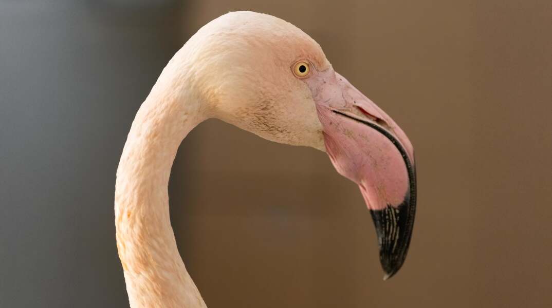 Λαγκαδάς Θεσσαλονίκης: Aσυνείδητοι πυροβόλησαν φοινικόπτερο