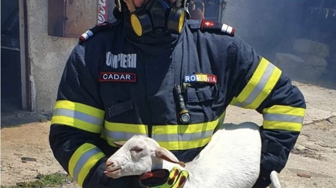 Κατσικάκι από τη φωτιά στο Σχηματάρι στα χέρια πυροσβέστη