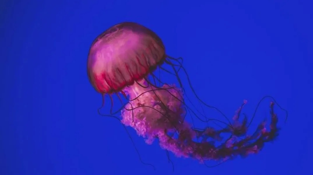 Μωβ μέδουσες 