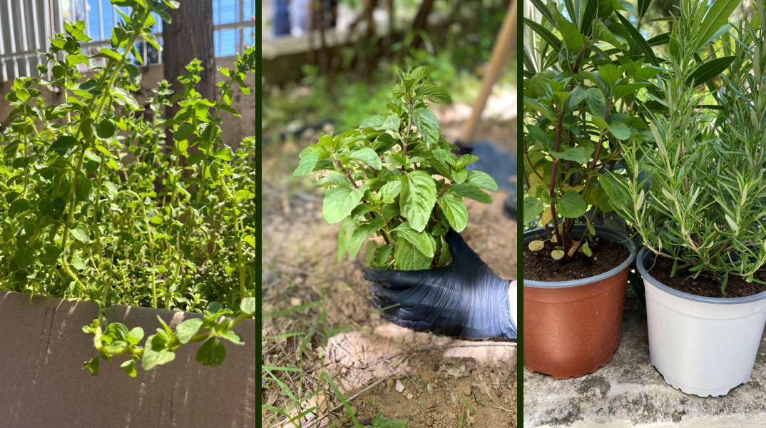 Βοτανόκηποι σε αυλές σχολείων στον Άλιμο