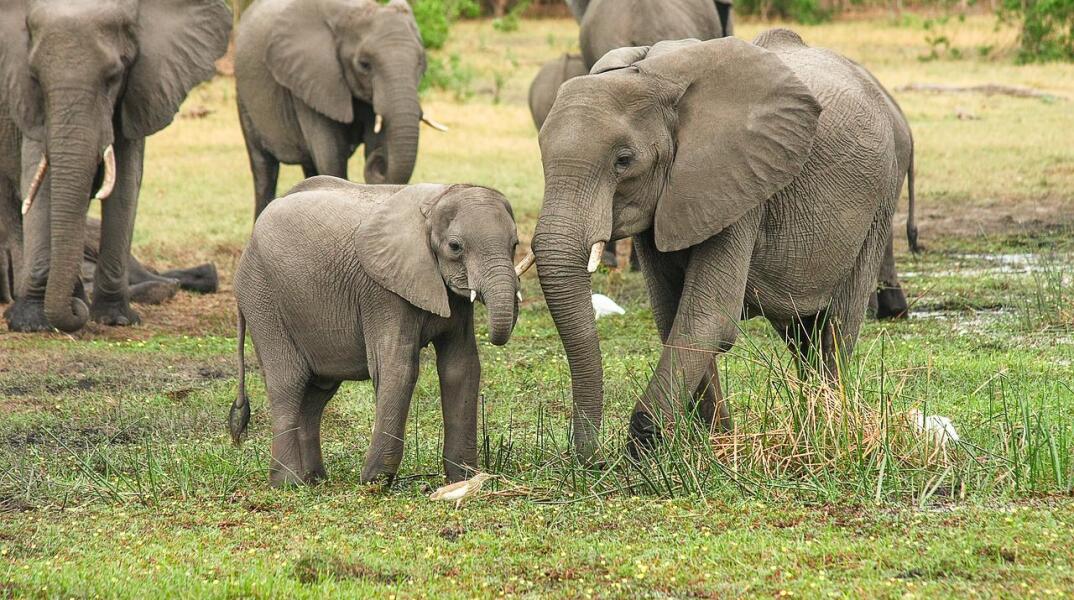 Ελβετία: Μια ελεφαντίνα πέθανε από έρπη δύο εβδομάδες μετά τον αδελφό της, στο Ζωολογικό Κήπο της Ζυρίχης	