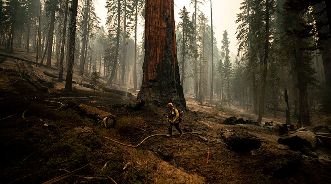 Πυρκαγιά στην Καλιφόρνια απειλεί τα αρχαιότερα δέντρα στη Γη