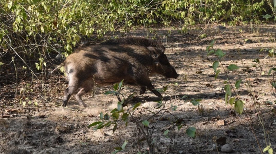 Αγριογούρουνο