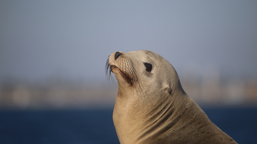 Θαλάσσιος ελέφαντας