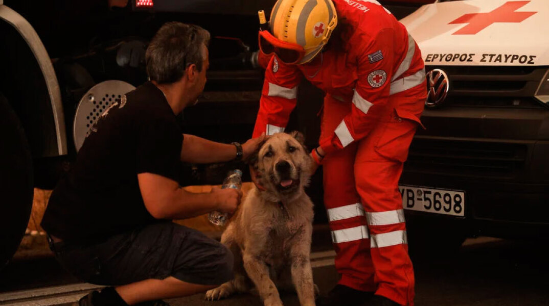 Πυροσβέστες έσωσαν σκύλο από τη φωτιά στην Πεντέλη