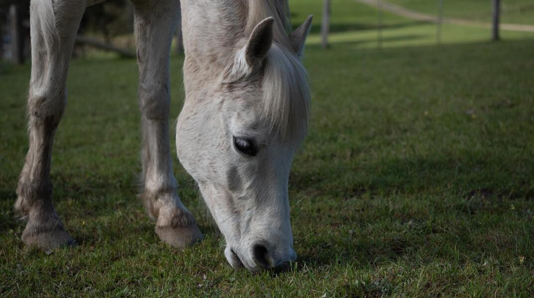 Πόνι πάτησαν ανθρώπους